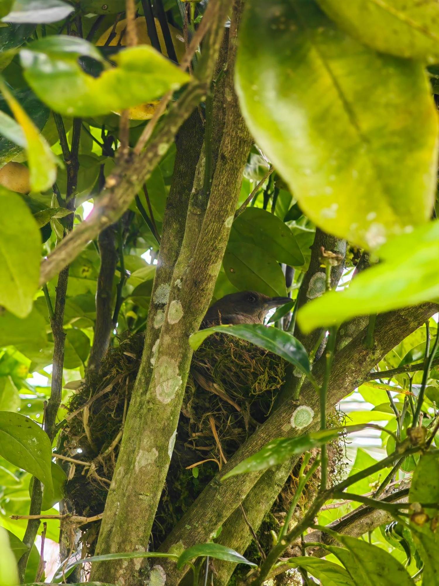 Paraiso Cocora Σαλέντο Εξωτερικό φωτογραφία