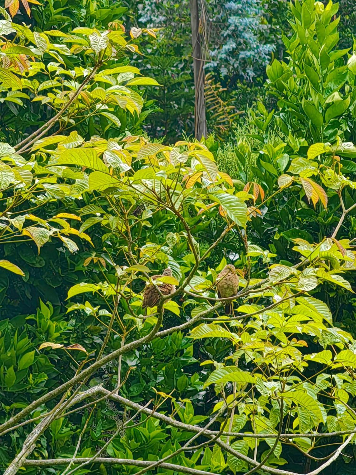 Paraiso Cocora Σαλέντο Εξωτερικό φωτογραφία